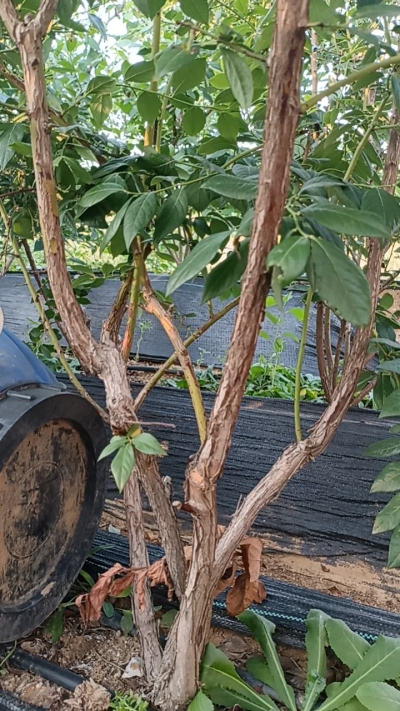 3到5年地栽蓝莓苗