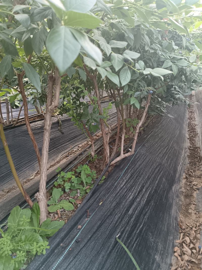 3到5年地栽蓝莓苗