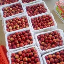 超甜枣油桃，珍珠枣油桃大量供应，枣油桃上市价格