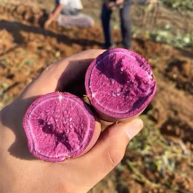湖北精品紫薯大量上市软糯无丝可视频看货欢迎来电咨询