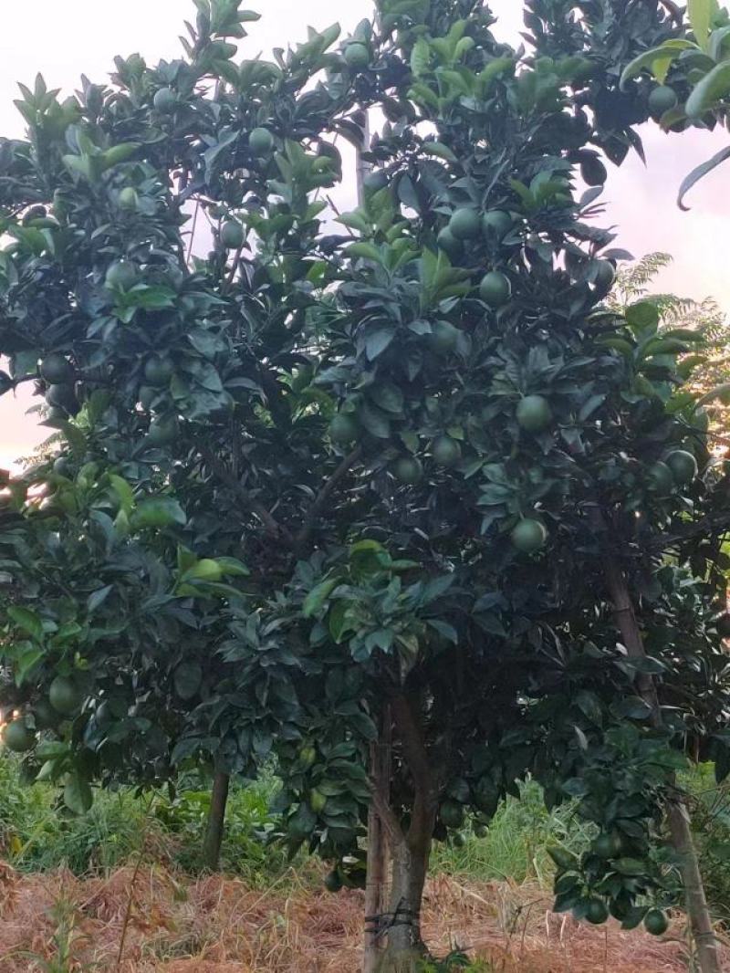 赣南脐橙