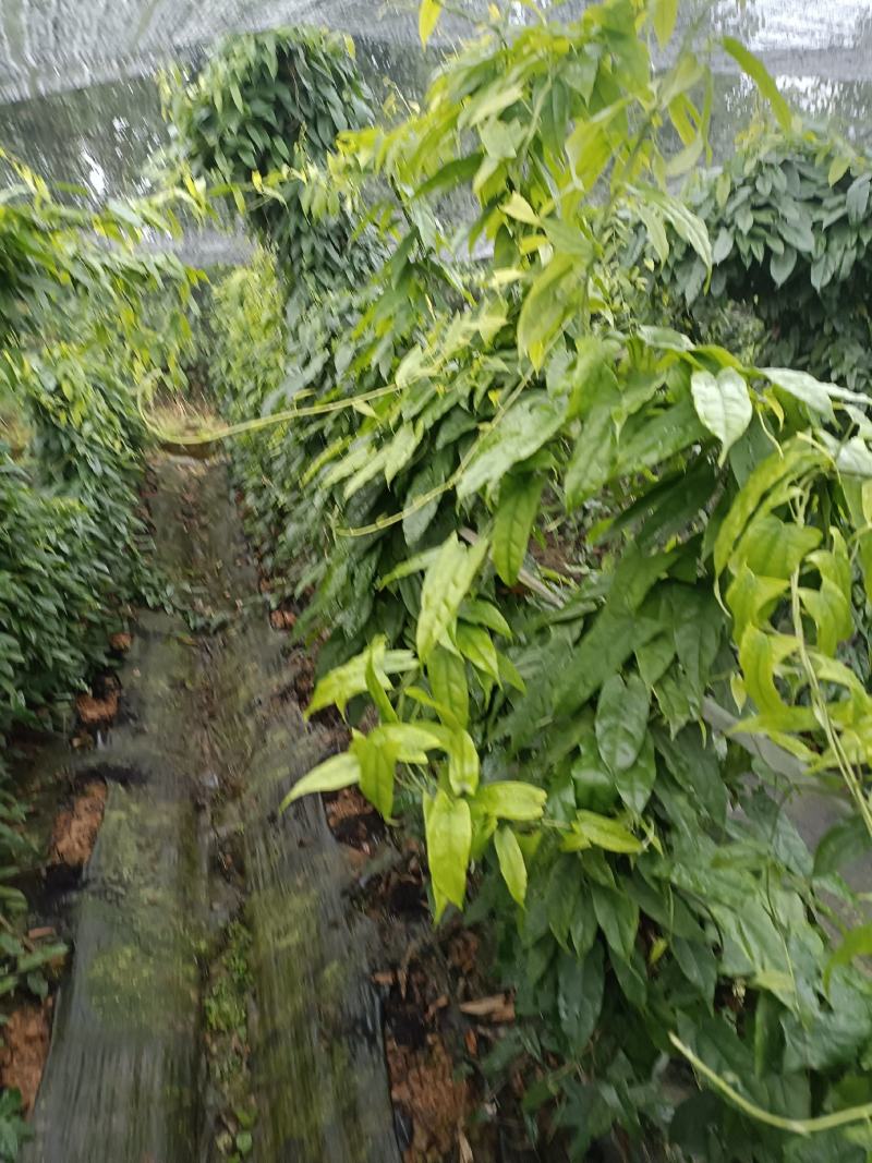 优质金果榄地苦胆大量上市，可视频看货，全国发货