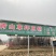 草坪地被苗木，基地直销，欢迎您的实地考察