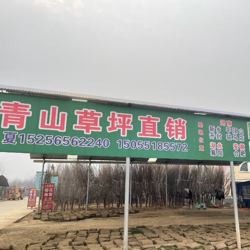 草坪地被苗木，基地直销，欢迎您的实地考察