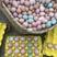 散养土鸡蛋鲜鸡蛋自家养殖现货现发支持商超市场团购代发