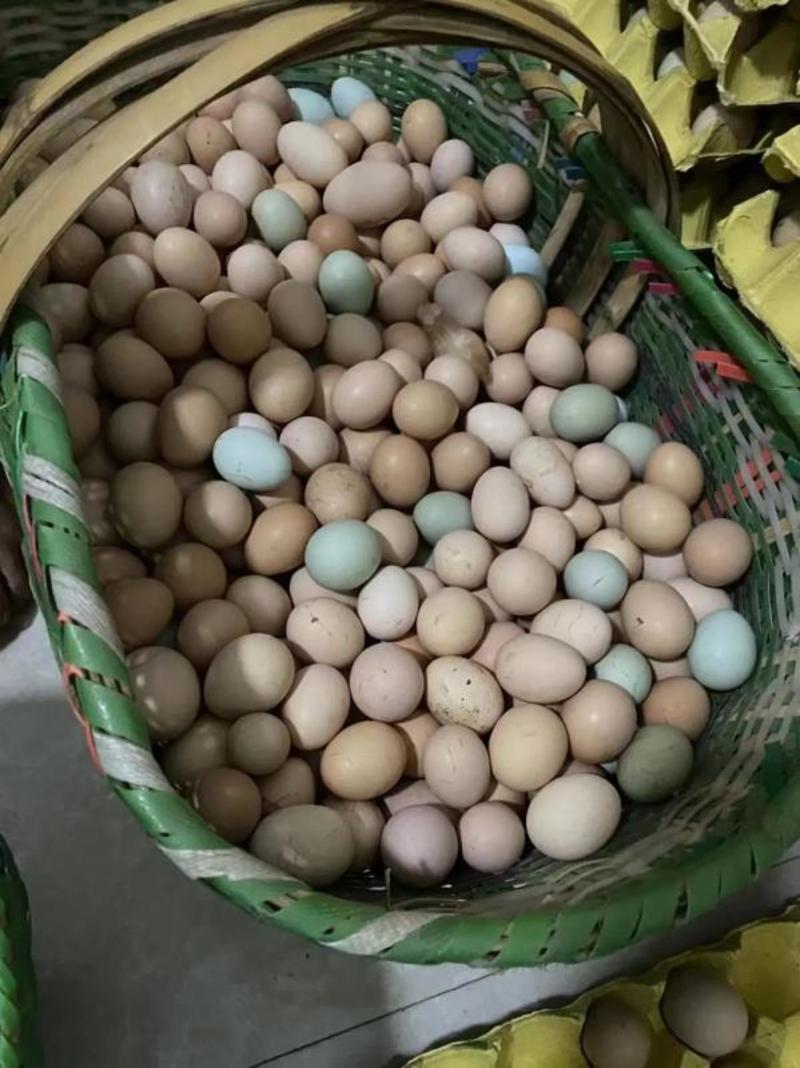 散养土鸡蛋鲜鸡蛋自家养殖现货现发支持商超市场团购代发