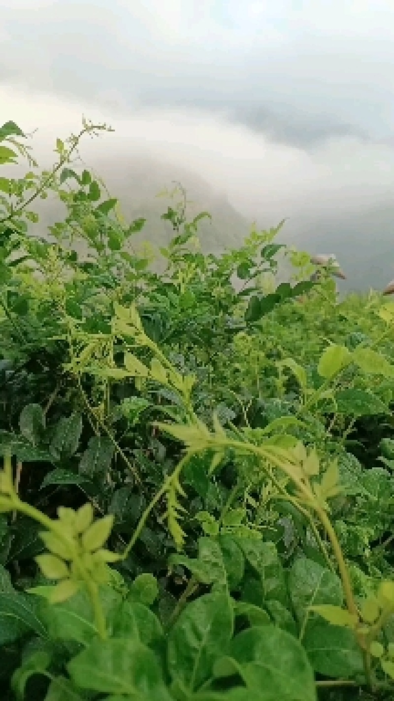 张家界莓茶，藤茶，野生莓茶