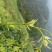 张家界莓茶，藤茶，野生莓茶