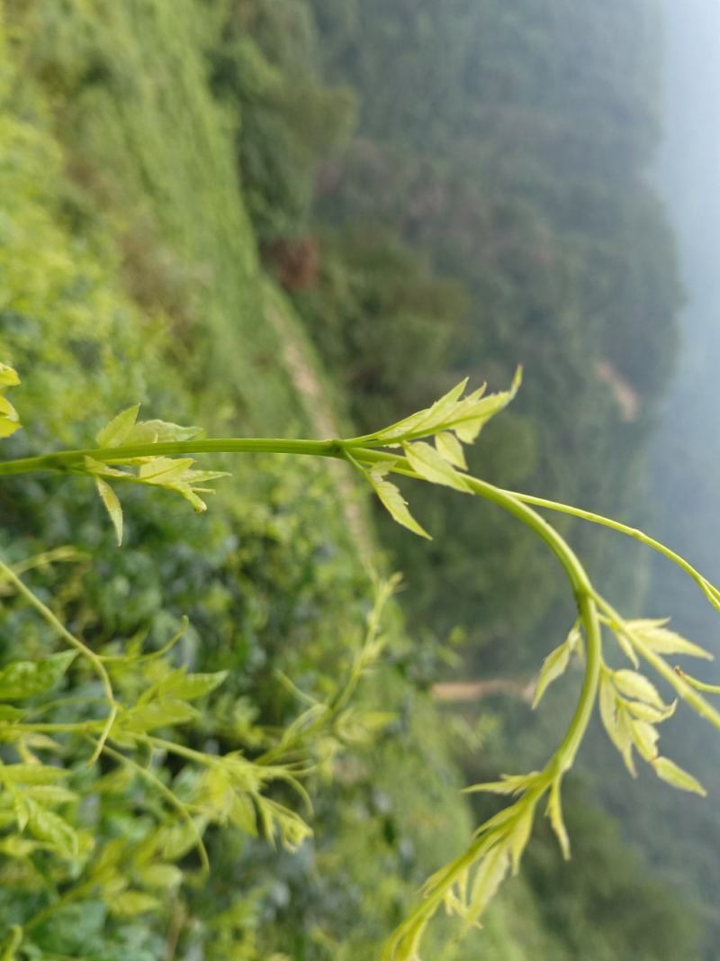 张家界莓茶，藤茶，野生莓茶
