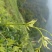 张家界莓茶，藤茶，野生莓茶