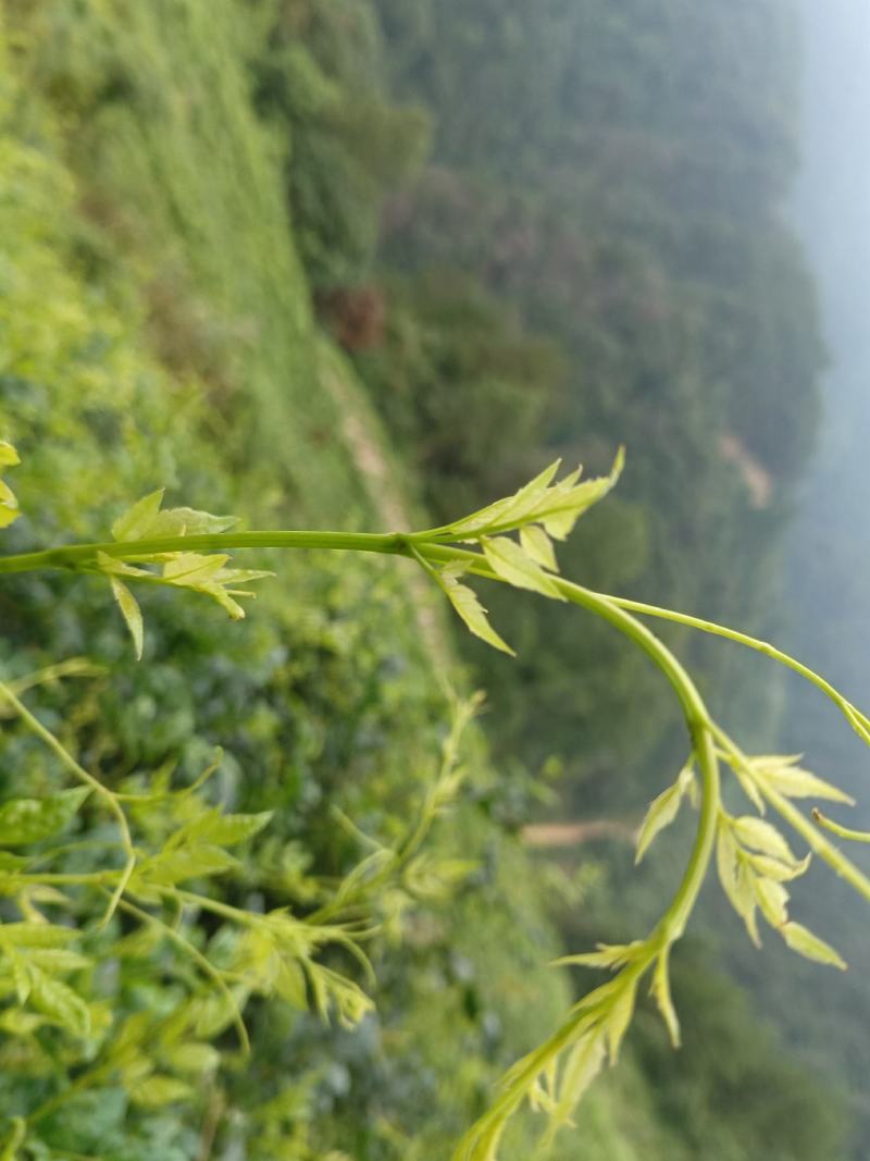张家界莓茶，藤茶，野生莓茶