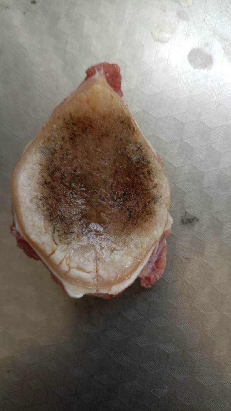 53斤的青鱼石