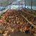 农家散养土鸡蛋湖北土鸡蛋，破损包赔，配送到家420枚