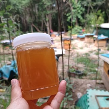 土蜂蜜中蜂蜜—意蜂蜜