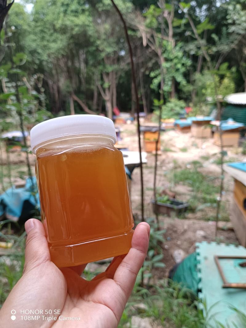土蜂蜜中蜂蜜—意蜂蜜