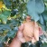 纸袋苹果华硕苹果
