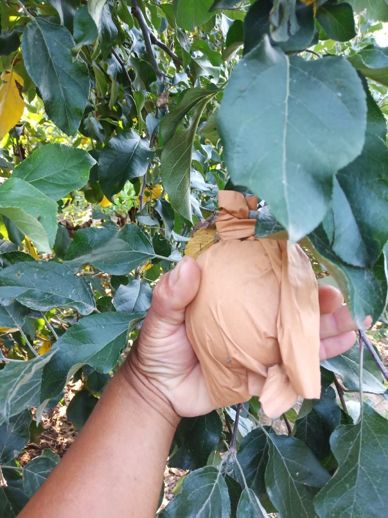 纸袋苹果华硕苹果