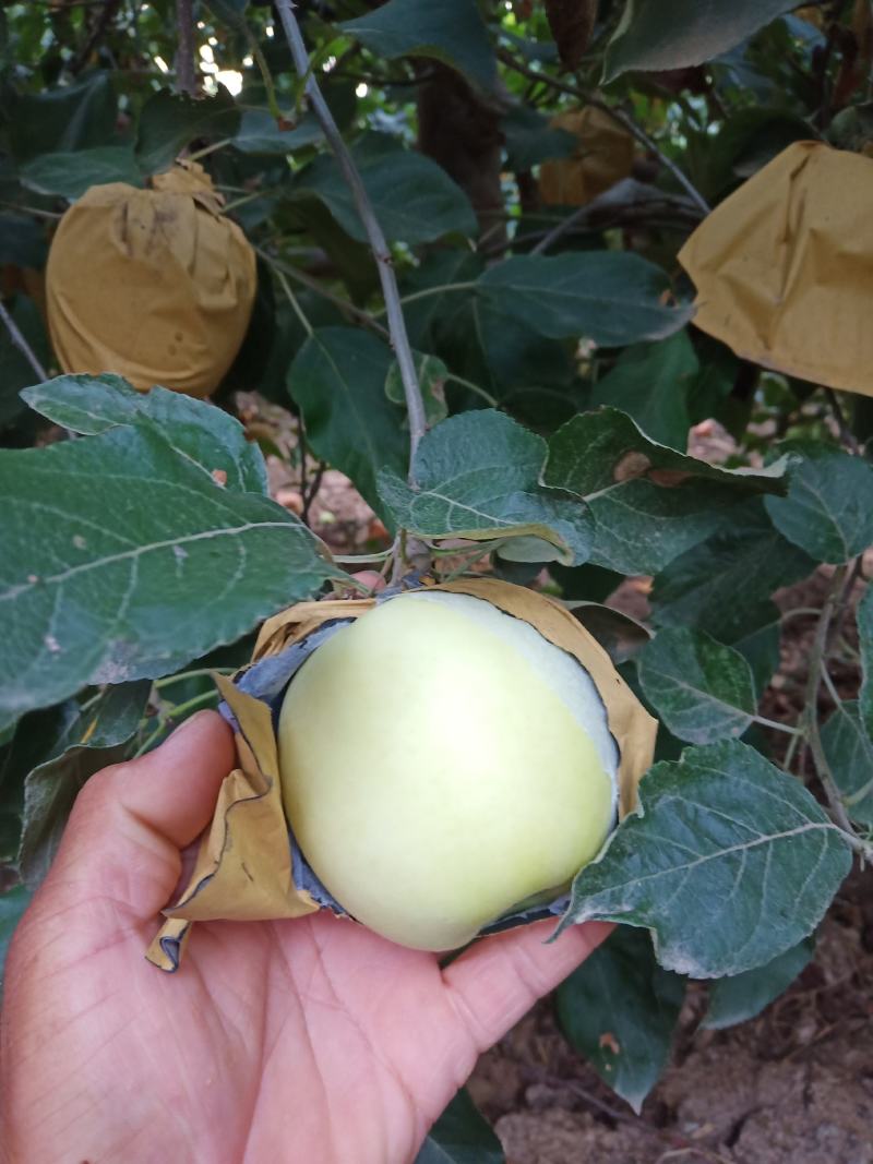 纸袋苹果华硕苹果