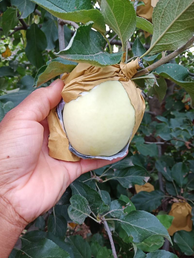 纸袋苹果华硕苹果