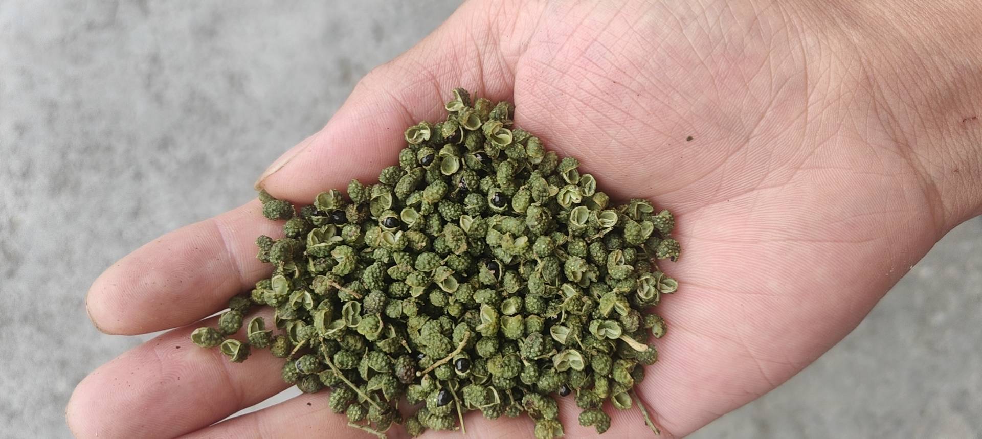 卡通风格插画,展示圆椒旁边带有警告符号,旁边配有“慎吃”字样 圆椒与健康警示图示