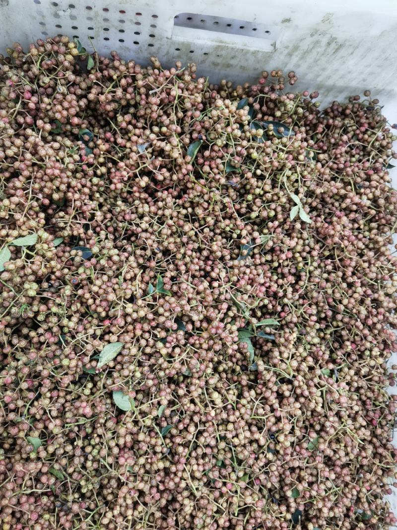 【实力】陕西现货干花椒青花椒（丑椒）源头供应可视频看货