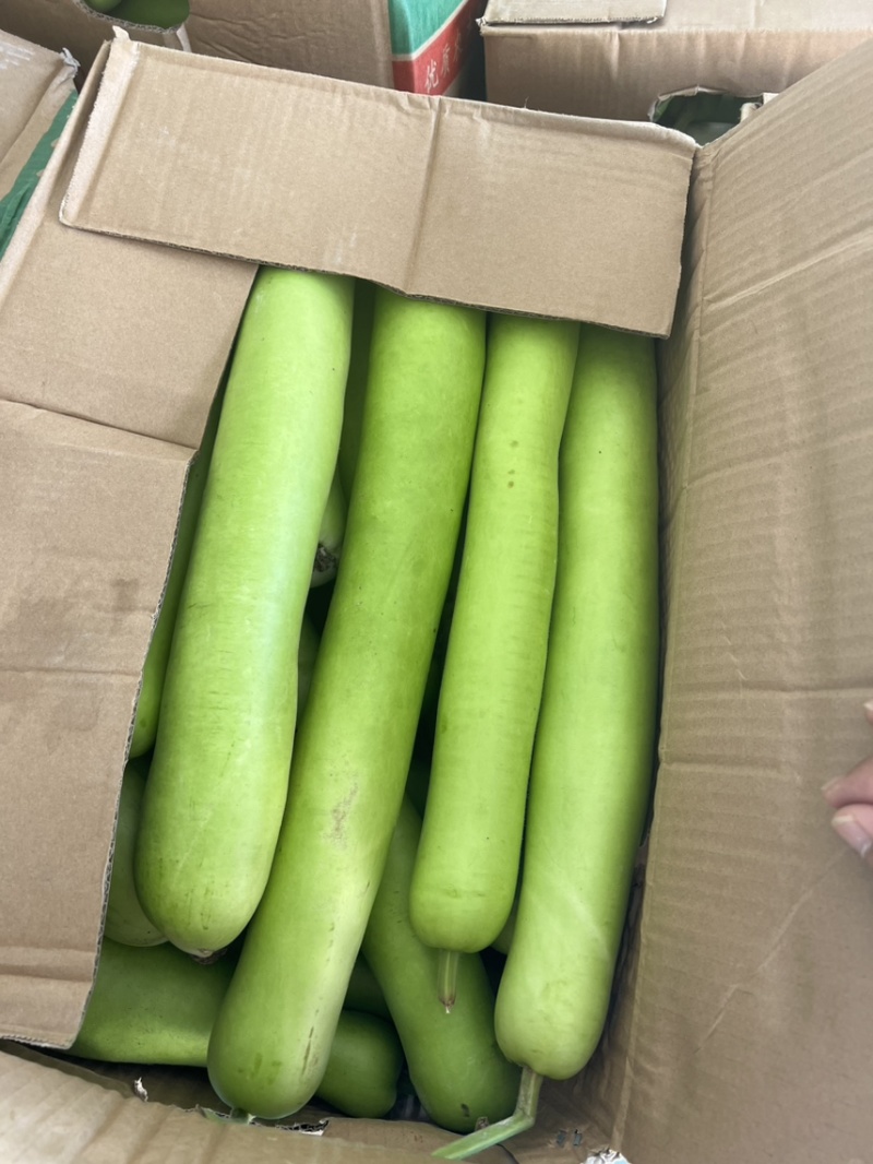 瓠子蒲瓜夜开花商超电商货
