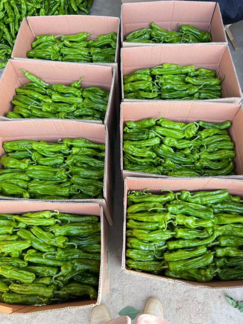 【推荐】薄皮辣椒基地直发品种齐全以质论价欢迎选购
