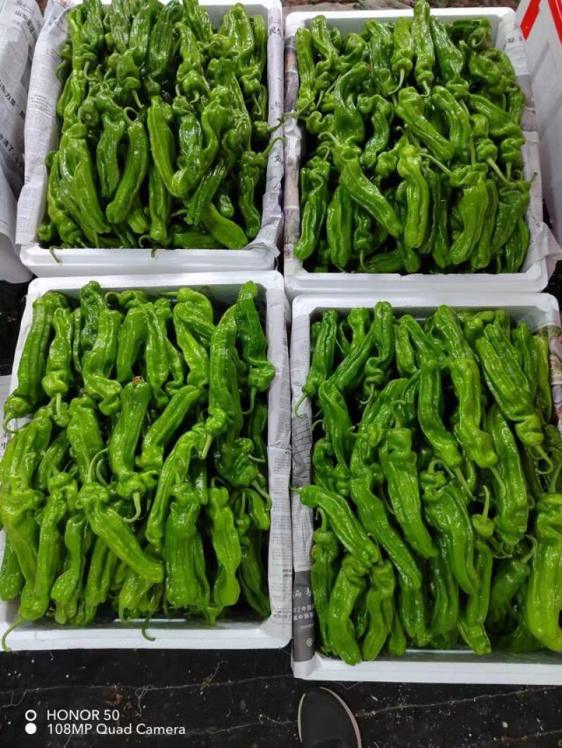 【推荐】薄皮辣椒基地直发品种齐全以质论价欢迎选购