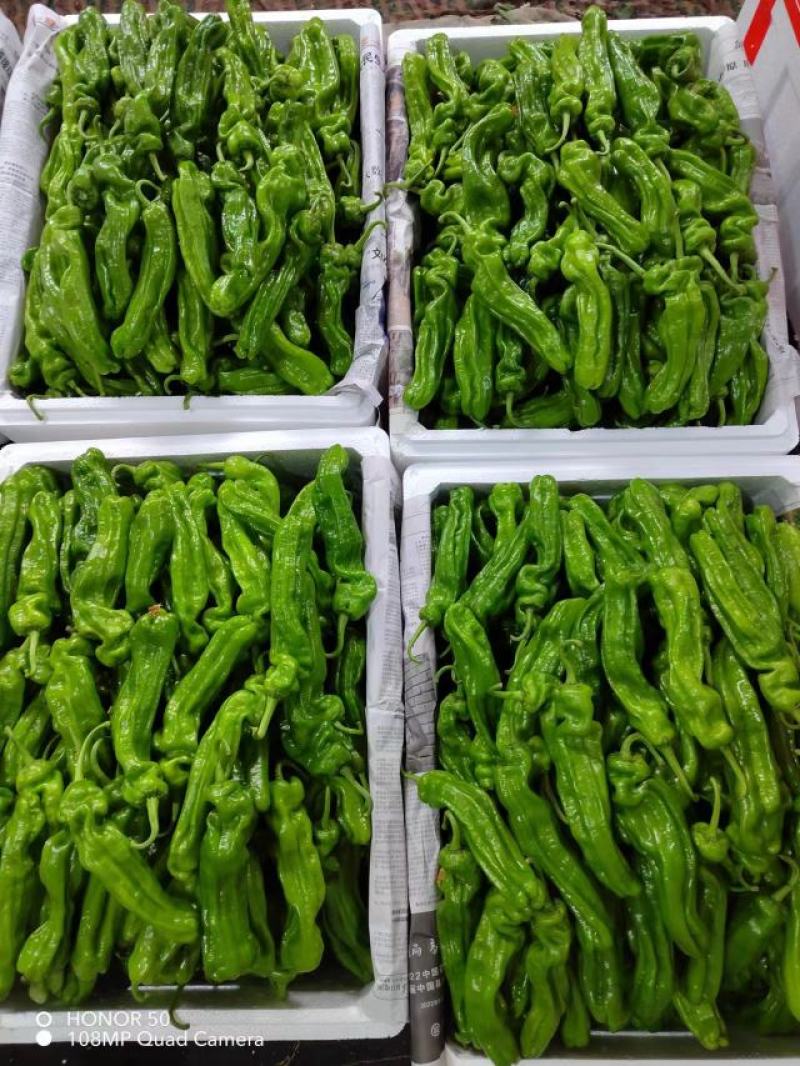 【推荐】薄皮辣椒基地直发品种齐全以质论价欢迎选购