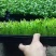 山东空心菜苗水培芽苗菜四季种植全国发货货源充足价格便宜