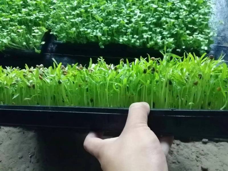 山东空心菜苗水培芽苗菜四季种植全国发货货源充足价格便宜