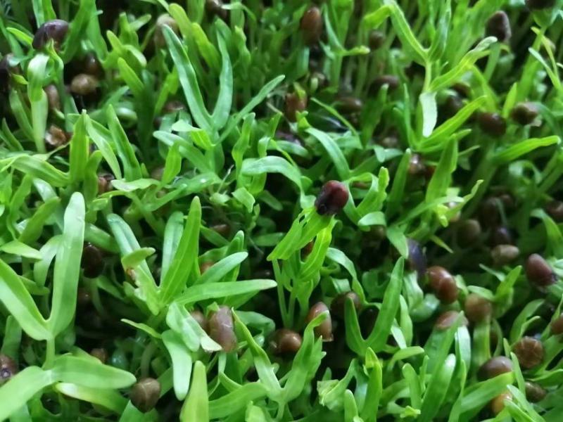 山东空心菜苗水培芽苗菜四季种植全国发货货源充足价格便宜