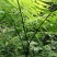 名贵野生盆景疏裂三叉蕨