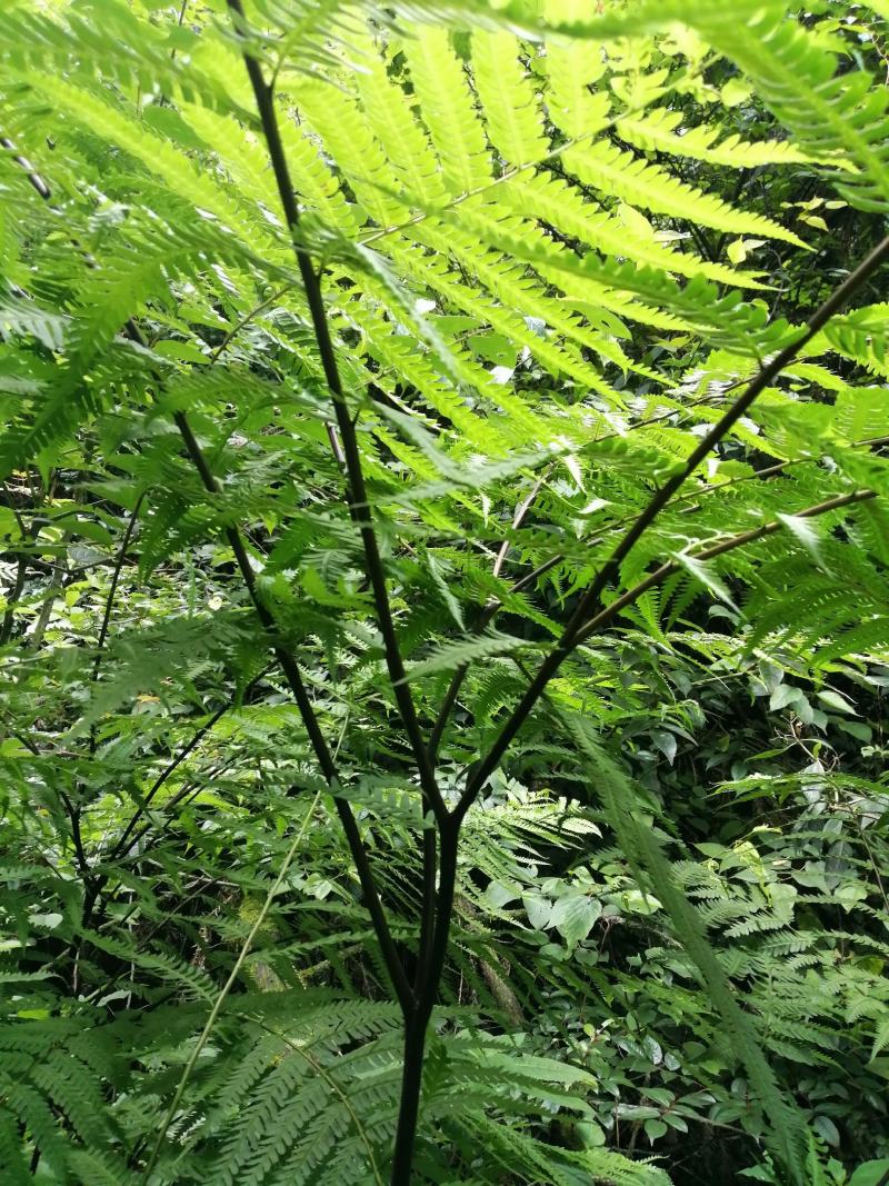 名贵野生盆景疏裂三叉蕨