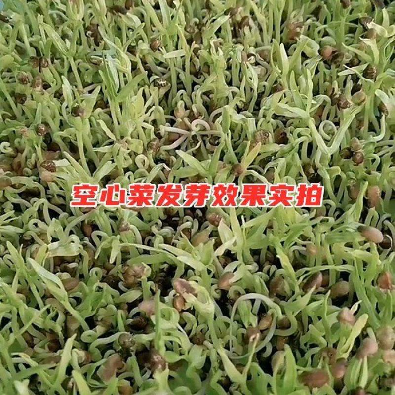 山东空心菜苗水培芽苗菜四季种植全国发货货源充足价格便宜