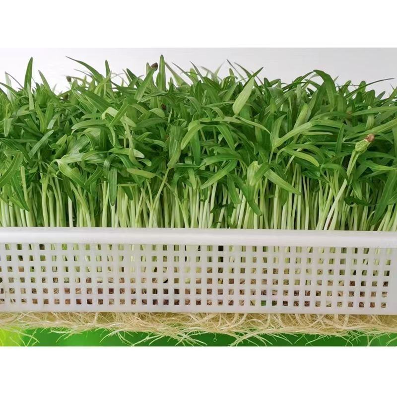 山东空心菜苗水培芽苗菜四季种植全国发货货源充足价格便宜