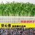 山东空心菜苗水培芽苗菜四季种植全国发货货源充足价格便宜