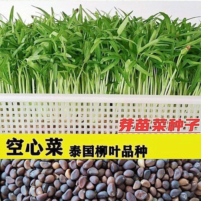 山东空心菜苗水培芽苗菜四季种植全国发货货源充足价格便宜