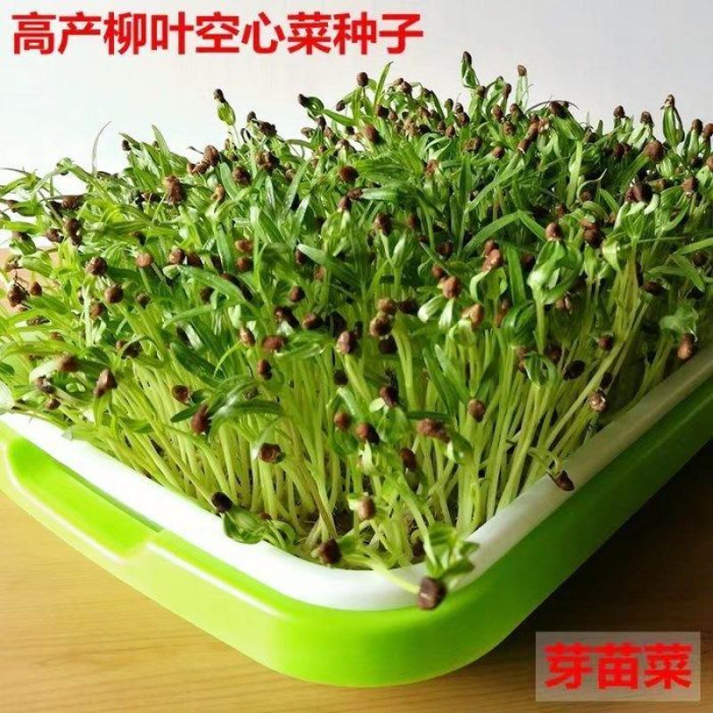 山东空心菜苗水培芽苗菜四季种植全国发货货源充足价格便宜