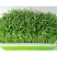 山东空心菜苗水培芽苗菜四季种植全国发货货源充足价格便宜