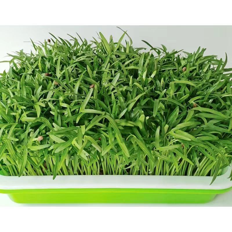 山东空心菜苗水培芽苗菜四季种植全国发货货源充足价格便宜