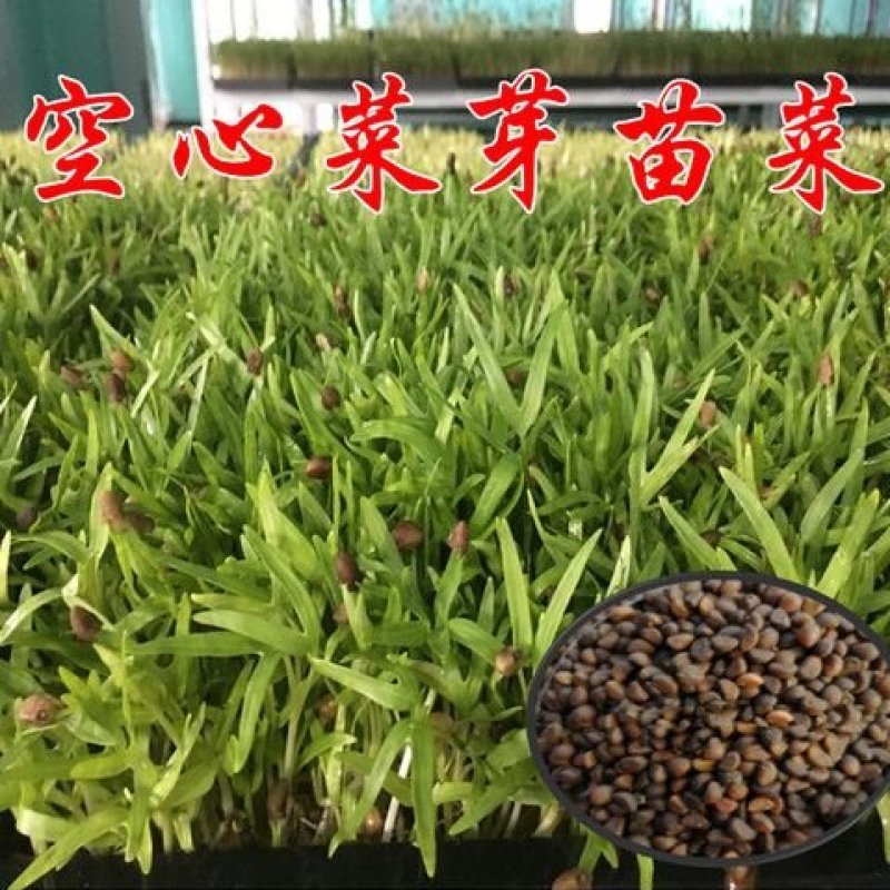 山东空心菜苗水培芽苗菜四季种植全国发货货源充足价格便宜