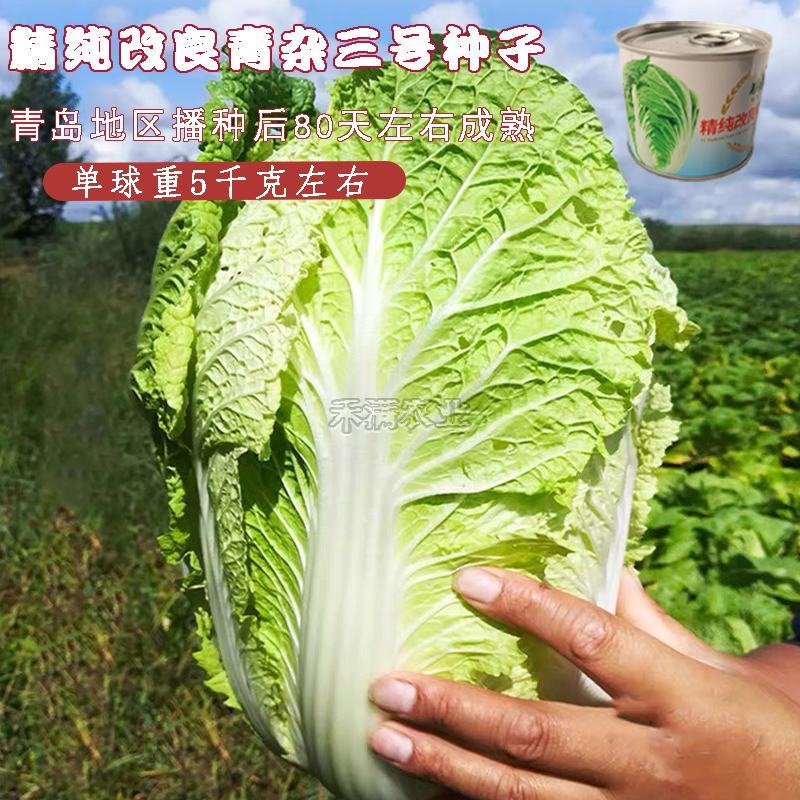 基地高端改良青杂三号大白菜种子耐寒秋冬储黄心庭院白菜蔬菜
