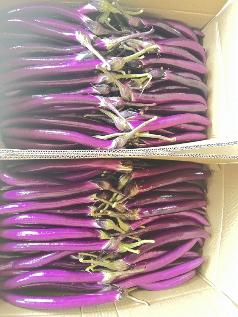 精品茄子，产地直销，绩溪高山茄子，