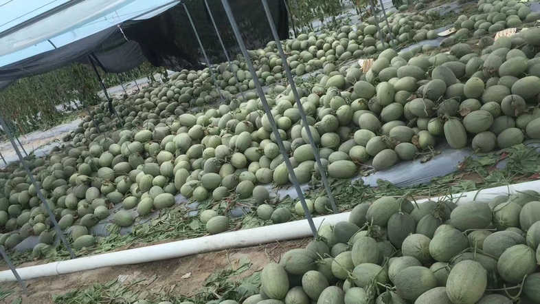 哈密瓜果实膨大期田间管理