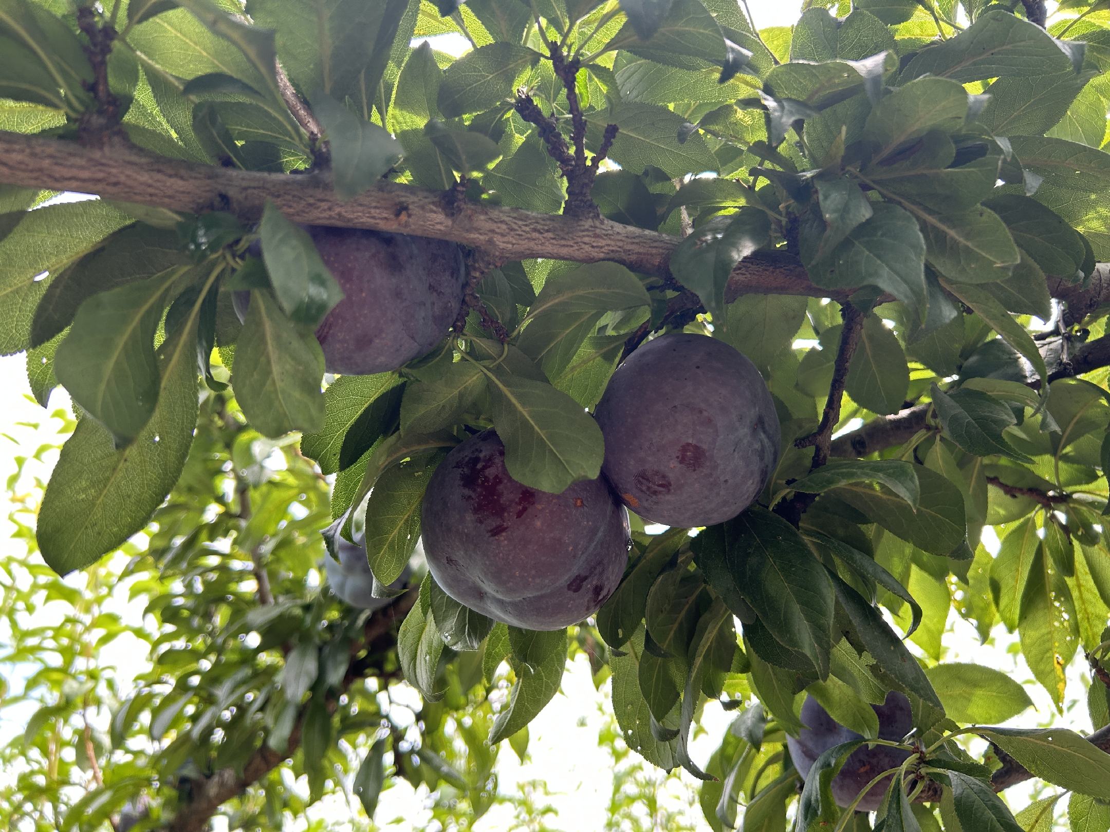 黑布林李子果园