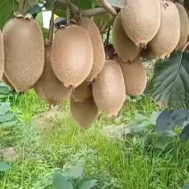猕猴桃\绿心猕猴桃\湖南湘西凤凰县猕猴桃大量上市