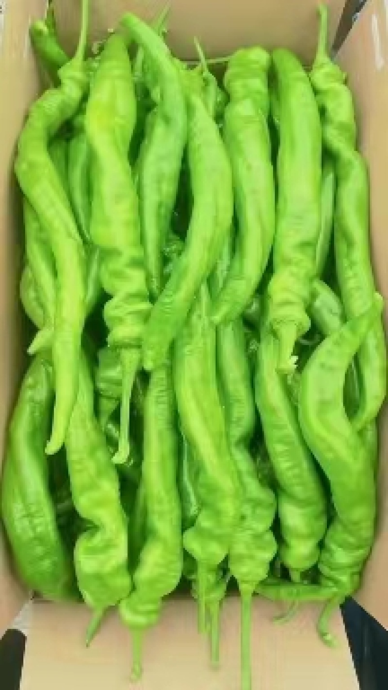精品薄皮陇椒奥陇18号一手货源批发价格美丽全国发货！