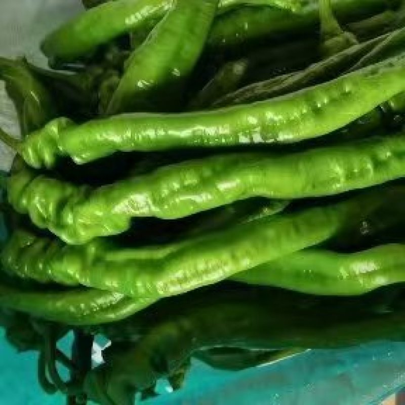 精品薄皮陇椒奥陇18号一手货源批发价格美丽全国发货！