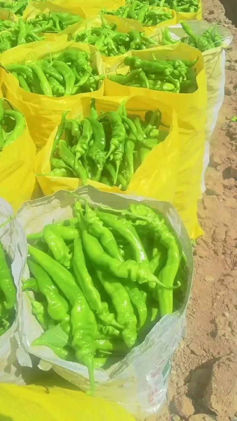 精品薄皮陇椒奥陇18号一手货源批发价格美丽全国发货！
